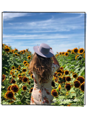 Person in sunflower field 